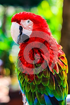 Parrot is a beautiful and intelligent bird. After long training, you can understand simple passwords and perform some simple actio