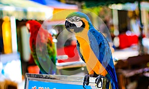 Parrot is a beautiful and intelligent bird. After long training, you can understand simple passwords and perform some simple actio