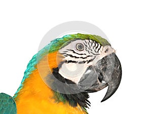 Parrot bird