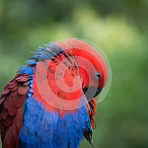 Parrot bird