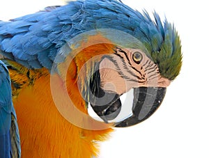 Parrot bird animal head