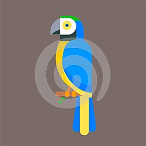 Parrot bird blue breed species animal nature tropical parakeets education colorful pet vector illustration