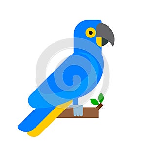 Parrot bird blue breed species animal nature tropical parakeets education colorful pet vector illustration