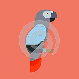 Parrot bird breed species animal nature tropical parakeets education colorful pet vector illustration