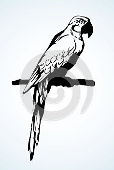 Parrot bird icon. Vector drawing photo
