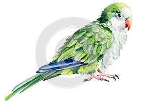 Parrot bird on an isolated white background, watercolor illustration, hand drawing