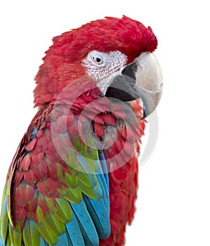 Parrot bird macaw pet isolated