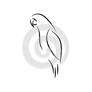 Parrot bird mono line art template