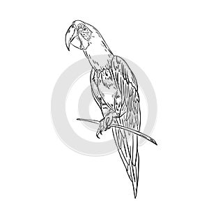 Parrot bird portrait .Doodle hand drawn style ,vector illustration.