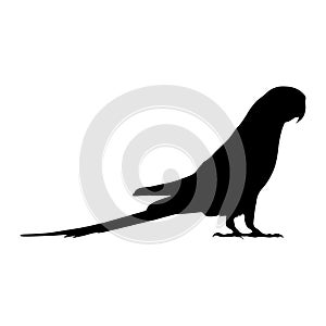 Parrot Bird Psittacine Standing On a Side View Silhouette Found In Map Of Africa,Asia,Eurasia,America And Oceania.