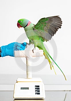 Parrot Bird on Scale at Veterinary Office