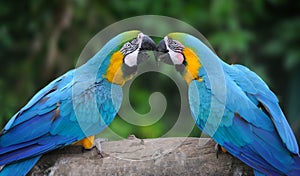 Parrot bird (Severe Macaw)