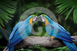 Parrot bird (Severe Macaw) on the branch