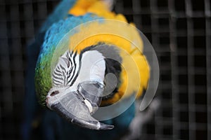 Parrot bird sitting on the net