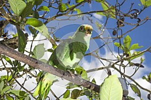 Parrot bird sitting on the perch