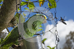 Parrot bird sitting on the perch