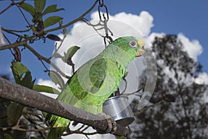 Parrot bird sitting on the perch