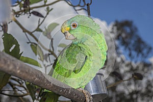 Parrot bird sitting on the perch