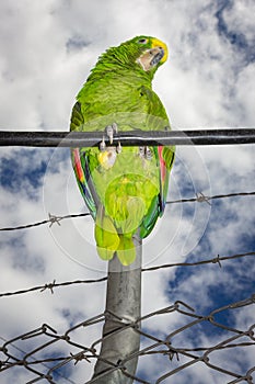 Parrot bird sitting on the perch