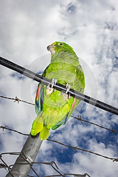 Parrot bird sitting on the perch