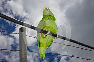 Parrot bird sitting on the perch