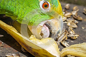 Parrot bird sitting on the perch