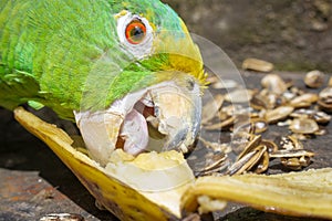 Parrot bird sitting on the perch