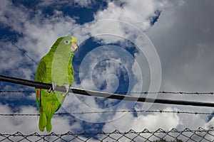 Parrot bird sitting on the perch