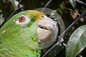 Parrot bird sitting on the perch