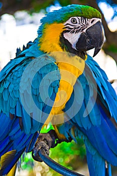 Parrot bird sitting on the perch