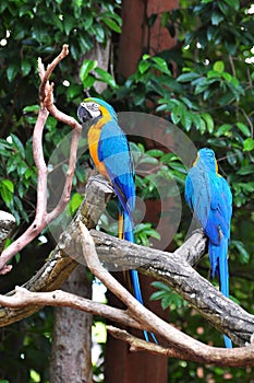 Parrot bird sitting on the perch