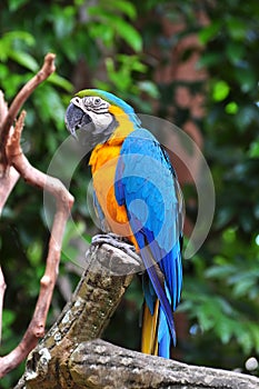 Parrot bird sitting on the perch