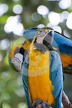 Parrot bird sitting on the perch