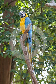 Parrot bird sitting on the perch