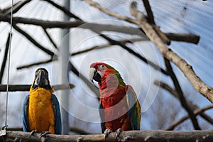 Parrot bird sitting on the perch