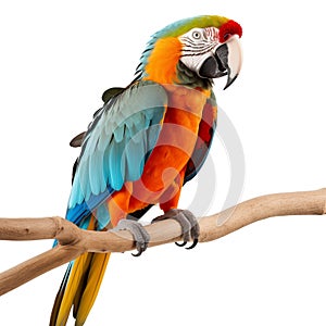 parrot bird smile catch on wood tree branch colorful animal isolated on white background with clipping path