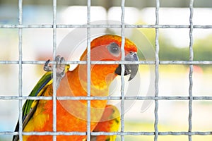 parrot bird sun conure or sun parakeet (Aratinga solstitialis