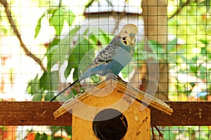 Parrot in birdcage