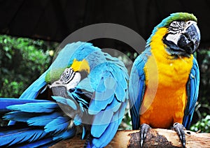 Parrot birds