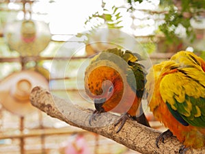 Parrot birds