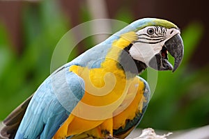 Loro observación de aves 