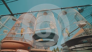 Parrot birds in cage over blue sky background