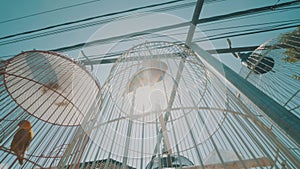 Parrot birds in cage over blue sky background