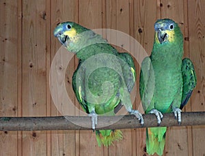 Parrot birds