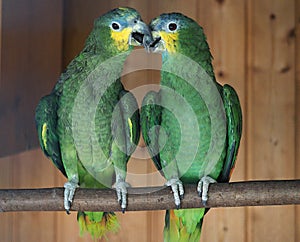 Parrot birds standing in a row.