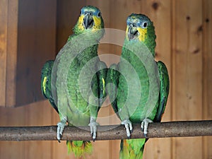 Parrot birds standing in a row.