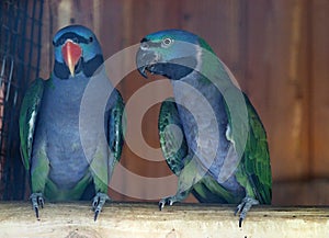 Parrot birds standing in a row.