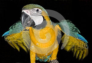 Parrot with a black background photo