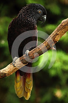 Parrot Black Lory, Chalcopsitta atra, Maluku Islands, New Guinea, Indonesia,