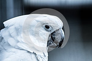 Parrot in Black and White